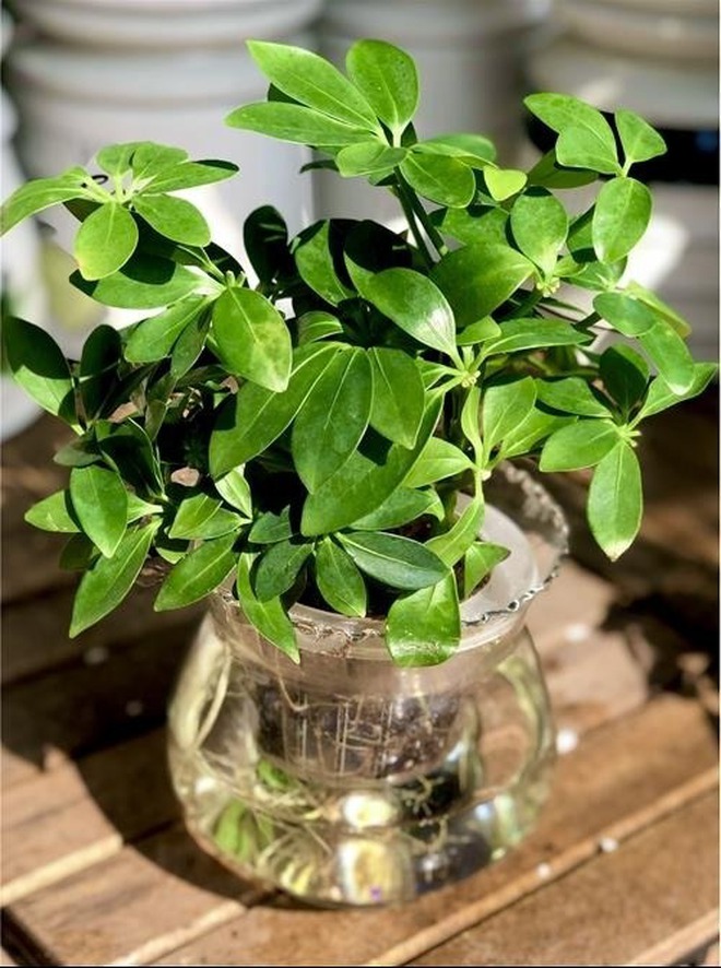 Dân làm ăn chuộng nhất 3 cây cảnh này: Thu hút tài lộc, sức khỏe gia chủ tốt lên thấy rõ- Ảnh 2.