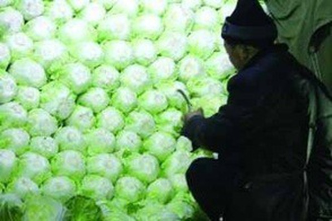 5 dấu hiệu nhận biết rau cải chứa Formaldehyde, người thông thái không bao giờ mua- Ảnh 1.