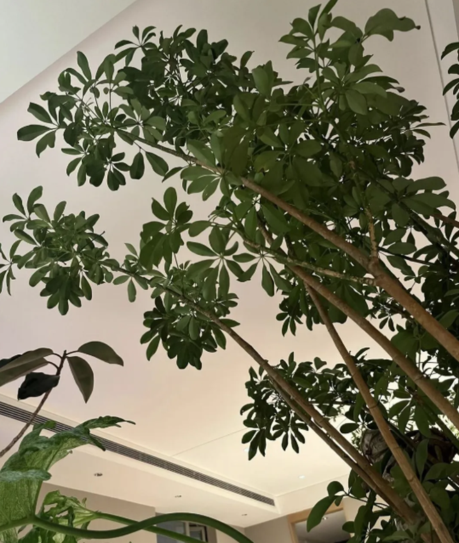 5 cây thu hút thịnh vượng, may mắn: Người giàu chuộng trồng, người nghèo chẳng để tâm- Ảnh 1. 5 cây thu hút thịnh vượng, may mắn: Người giàu chuộng trồng, người nghèo chẳng để tâm- Ảnh 1.