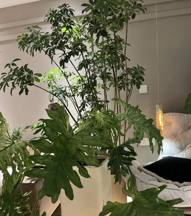 5 cây thu hút thịnh vượng, may mắn: Người giàu chuộng trồng, người nghèo chẳng để tâm- Ảnh 2. 5 cây thu hút thịnh vượng, may mắn: Người giàu chuộng trồng, người nghèo chẳng để tâm- Ảnh 2.