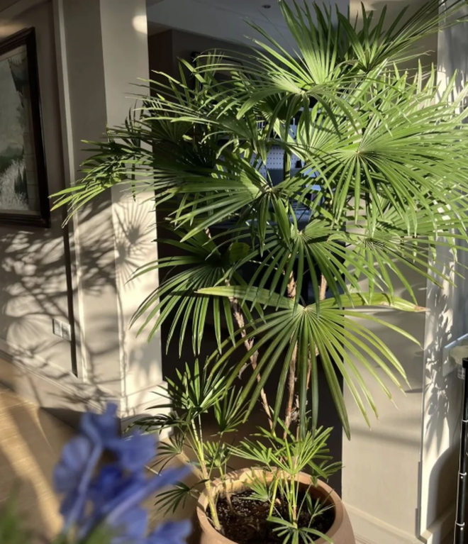 5 cây thu hút thịnh vượng, may mắn: Người giàu chuộng trồng, người nghèo chẳng để tâm- Ảnh 3. 5 cây thu hút thịnh vượng, may mắn: Người giàu chuộng trồng, người nghèo chẳng để tâm- Ảnh 3.