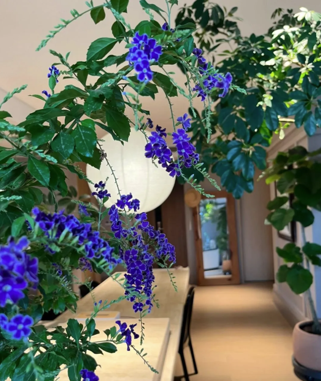 5 cây thu hút thịnh vượng, may mắn: Người giàu chuộng trồng, người nghèo chẳng để tâm- Ảnh 7. 5 cây thu hút thịnh vượng, may mắn: Người giàu chuộng trồng, người nghèo chẳng để tâm- Ảnh 7.