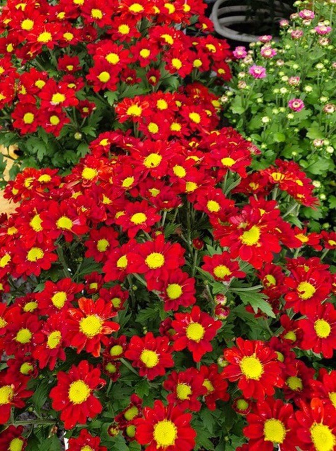 Cây Tết nhà giàu mê mệt: Hoa bung nở rực sáng cả khung hình, chưng góc nào cũng đẹp sang vô cùng tận- Ảnh 5.