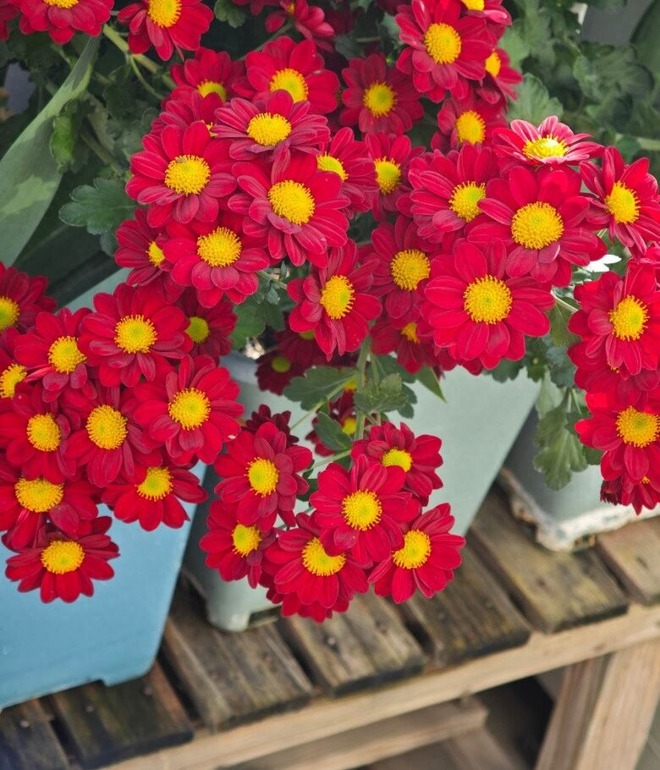 Cây Tết nhà giàu mê mệt: Hoa bung nở rực sáng cả khung hình, chưng góc nào cũng đẹp sang vô cùng tận- Ảnh 4.