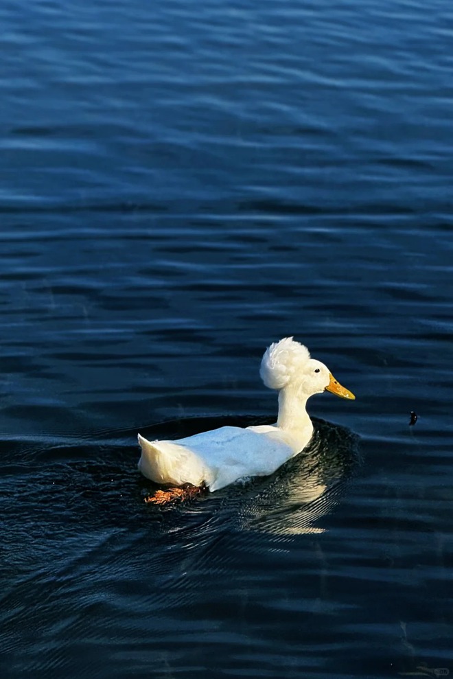 Chú vịt có mái tóc xoăn gây sốt: Sang chảnh như vừa bước ra từ tiệm salon!- Ảnh 6.