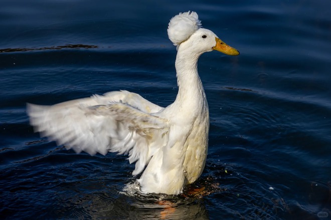 Chú vịt có mái tóc xoăn gây sốt: Sang chảnh như vừa bước ra từ tiệm salon!- Ảnh 31.
