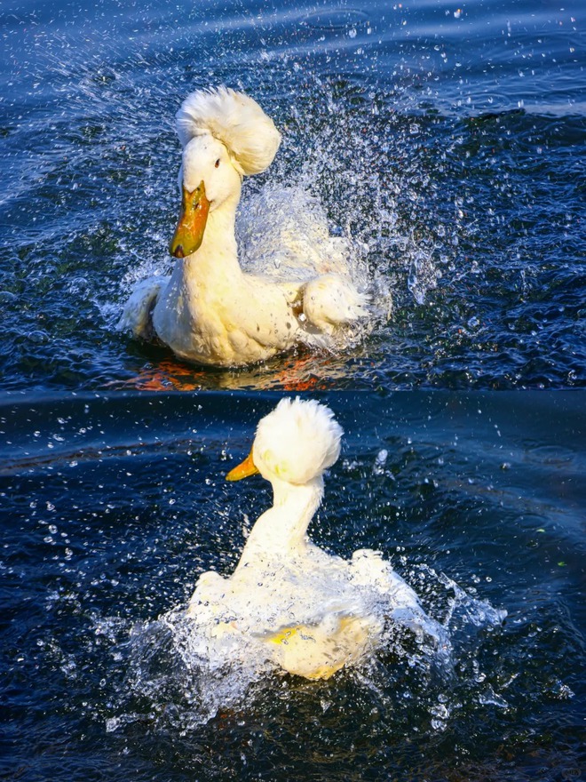 Chú vịt có mái tóc xoăn gây sốt: Sang chảnh như vừa bước ra từ tiệm salon!- Ảnh 21.