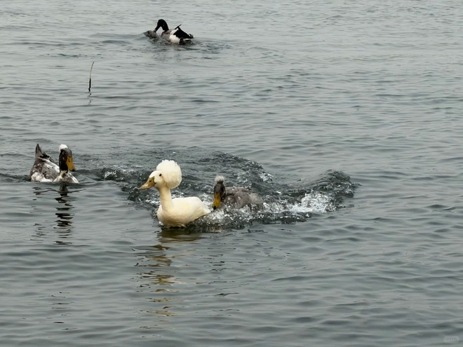 Chú vịt có mái tóc xoăn gây sốt: Sang chảnh như vừa bước ra từ tiệm salon!- Ảnh 23.