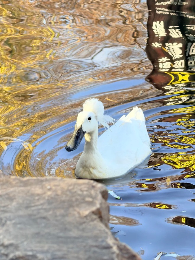 Chú vịt có mái tóc xoăn gây sốt: Sang chảnh như vừa bước ra từ tiệm salon!- Ảnh 13.