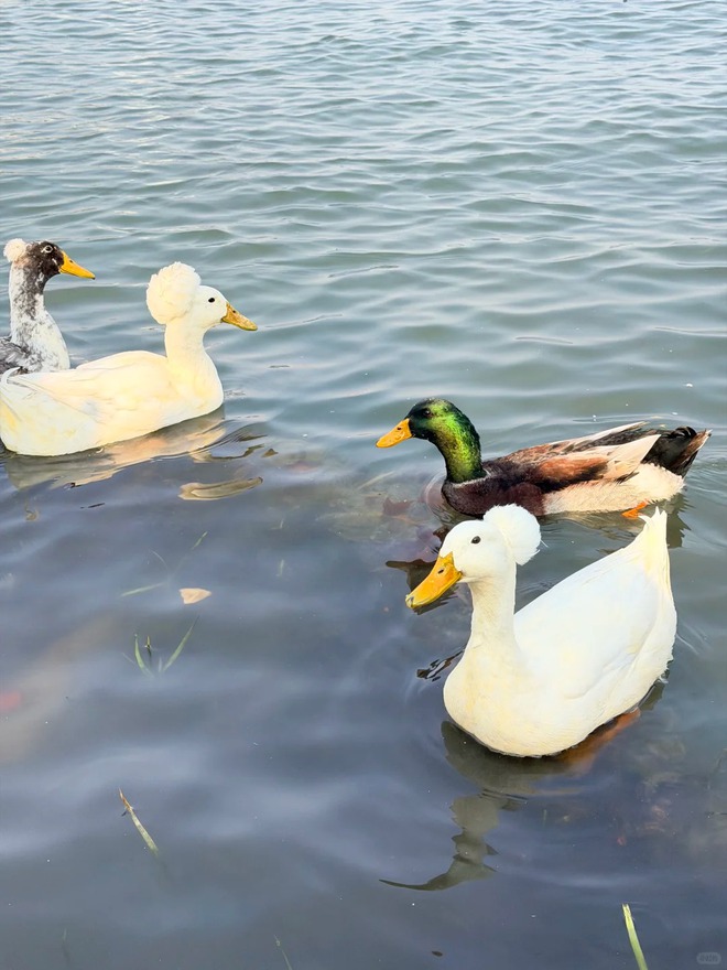 Chú vịt có mái tóc xoăn gây sốt: Sang chảnh như vừa bước ra từ tiệm salon!- Ảnh 14.