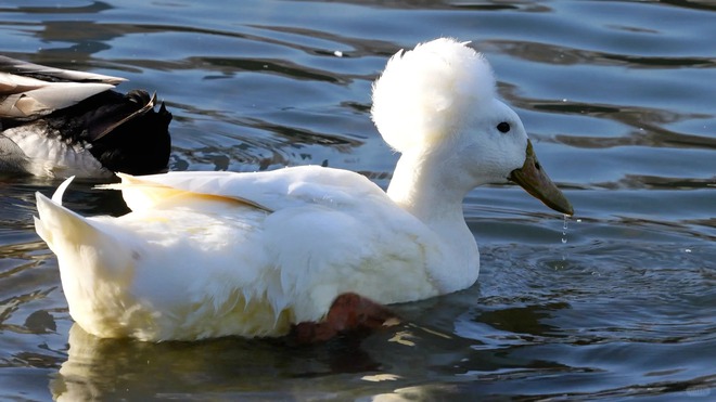 Chú vịt có mái tóc xoăn gây sốt: Sang chảnh như vừa bước ra từ tiệm salon!- Ảnh 25.