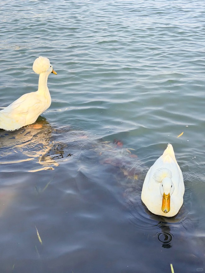 Chú vịt có mái tóc xoăn gây sốt: Sang chảnh như vừa bước ra từ tiệm salon!- Ảnh 15.