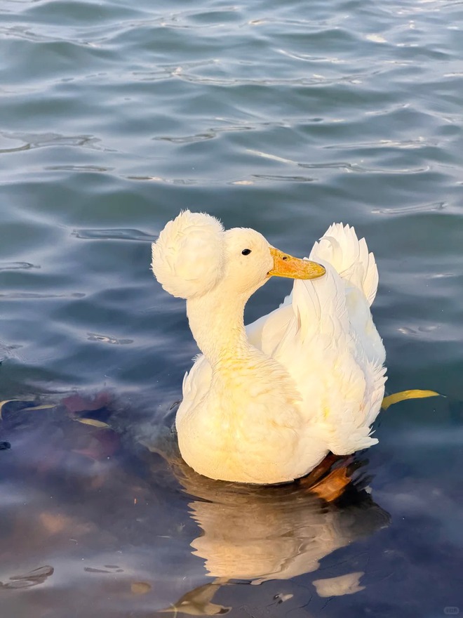 Chú vịt có mái tóc xoăn gây sốt: Sang chảnh như vừa bước ra từ tiệm salon!- Ảnh 16.