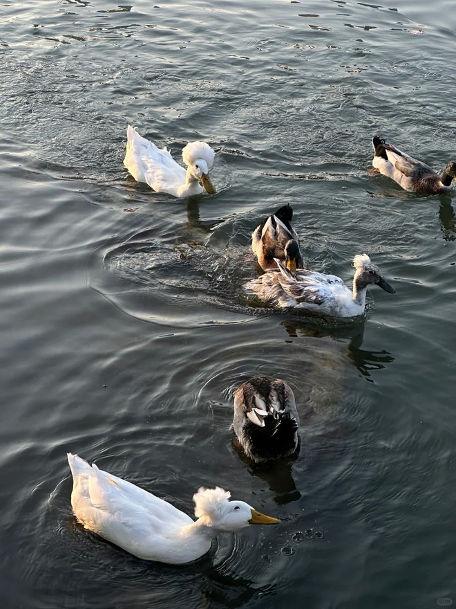 Chú vịt có mái tóc xoăn gây sốt: Sang chảnh như vừa bước ra từ tiệm salon!- Ảnh 1.