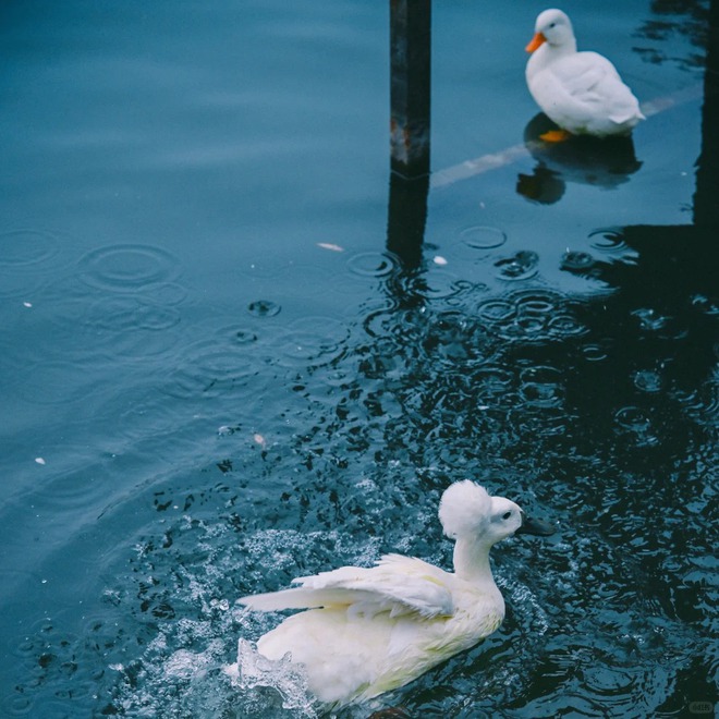 Chú vịt có mái tóc xoăn gây sốt: Sang chảnh như vừa bước ra từ tiệm salon!- Ảnh 7.