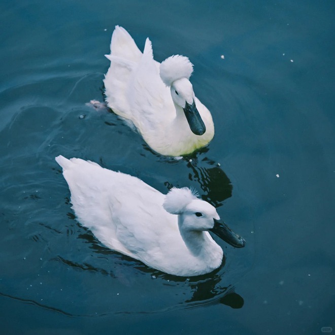 Chú vịt có mái tóc xoăn gây sốt: Sang chảnh như vừa bước ra từ tiệm salon!- Ảnh 9.