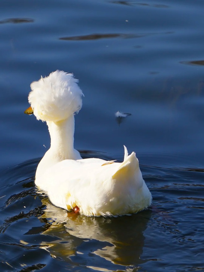 Chú vịt có mái tóc xoăn gây sốt: Sang chảnh như vừa bước ra từ tiệm salon!- Ảnh 26.