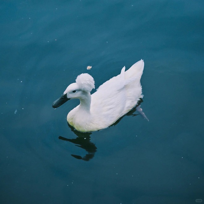 Chú vịt có mái tóc xoăn gây sốt: Sang chảnh như vừa bước ra từ tiệm salon!- Ảnh 10.