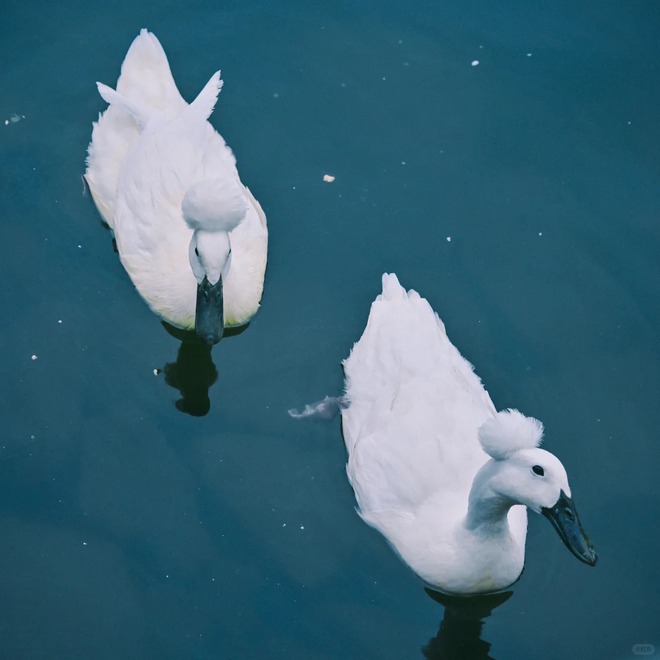 Chú vịt có mái tóc xoăn gây sốt: Sang chảnh như vừa bước ra từ tiệm salon!- Ảnh 11.