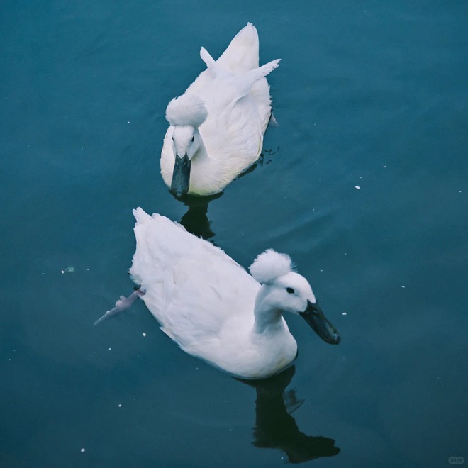 Chú vịt có mái tóc xoăn gây sốt: Sang chảnh như vừa bước ra từ tiệm salon!- Ảnh 12.