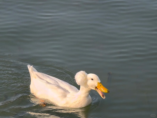 Chú vịt có mái tóc xoăn gây sốt: Sang chảnh như vừa bước ra từ tiệm salon!- Ảnh 2.