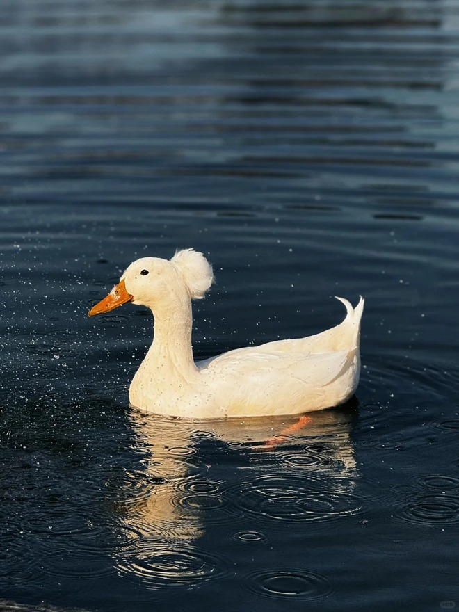 Chú vịt có mái tóc xoăn gây sốt: Sang chảnh như vừa bước ra từ tiệm salon!- Ảnh 3.