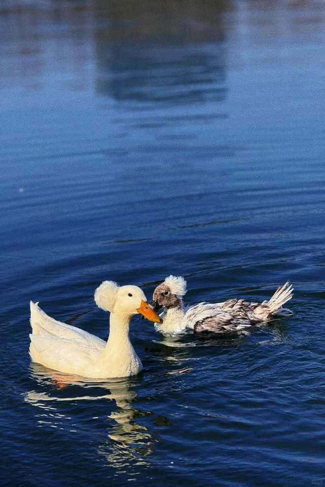 Chú vịt có mái tóc xoăn gây sốt: Sang chảnh như vừa bước ra từ tiệm salon!- Ảnh 4.