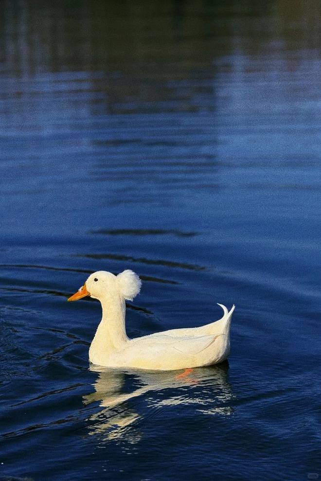 Chú vịt có mái tóc xoăn gây sốt: Sang chảnh như vừa bước ra từ tiệm salon!- Ảnh 5.