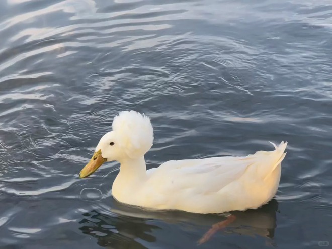 Chú vịt có mái tóc xoăn gây sốt: Sang chảnh như vừa bước ra từ tiệm salon!- Ảnh 27.