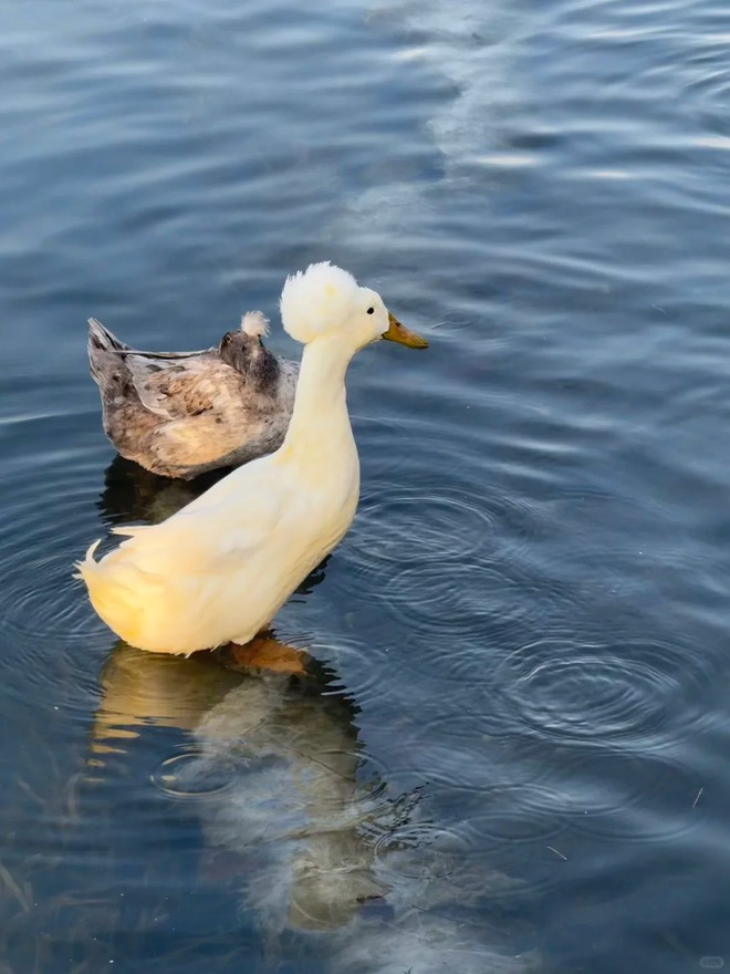 Chú vịt có mái tóc xoăn gây sốt: Sang chảnh như vừa bước ra từ tiệm salon!- Ảnh 28.