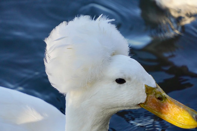Chú vịt có mái tóc xoăn gây sốt: Sang chảnh như vừa bước ra từ tiệm salon!- Ảnh 29.