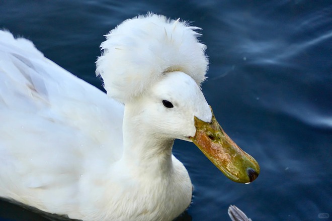 Chú vịt có mái tóc xoăn gây sốt: Sang chảnh như vừa bước ra từ tiệm salon!- Ảnh 30.