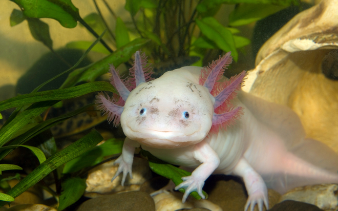 Tạo hóa chắc hẳn đã "photoshop" quá tay khi nặn ra 5 sinh vật này: Vừa lạ lùng, vừa đáng yêu đến mức khó tin- Ảnh 9.