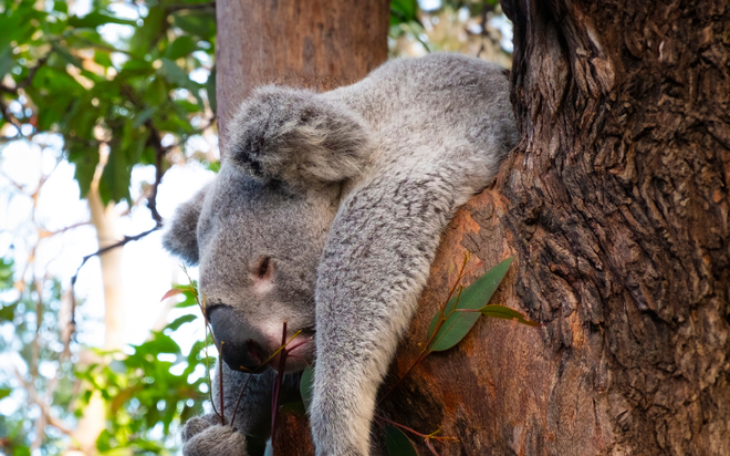 Sự thật "rùng mình" về cách gấu koala nuôi con: Món ăn dặm đầu đời lại chính là... "chất thải" của mẹ!- Ảnh 6. Sự thật "rùng mình" về cách gấu koala nuôi con: Món ăn dặm đầu đời lại chính là... "chất thải" của mẹ!- Ảnh 6.