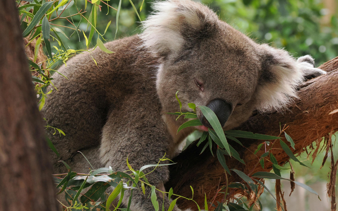 Sự thật "rùng mình" về cách gấu koala nuôi con: Món ăn dặm đầu đời lại chính là... "chất thải" của mẹ!- Ảnh 4. Sự thật "rùng mình" về cách gấu koala nuôi con: Món ăn dặm đầu đời lại chính là... "chất thải" của mẹ!- Ảnh 4.