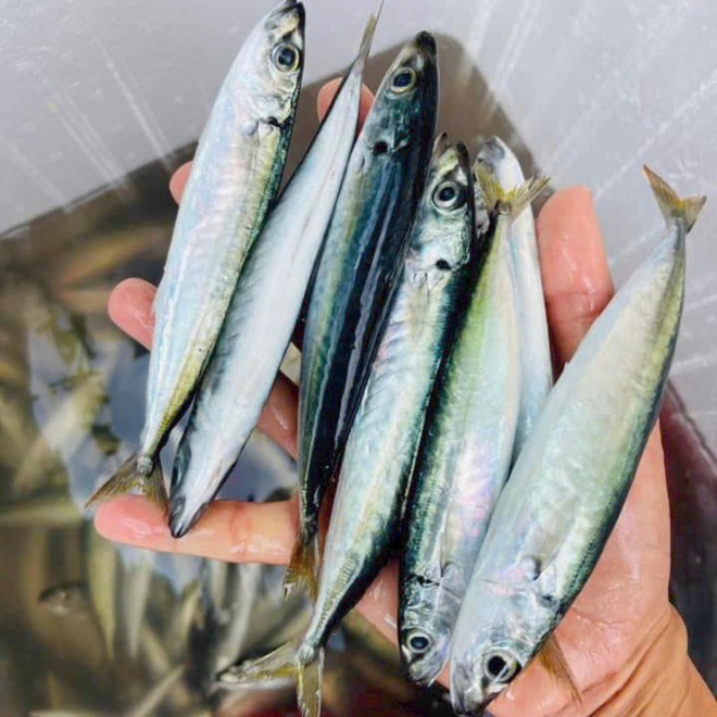 Quên cá hồi đi: Chợ Việt có 3 loại cá "vô địch" Omega-3, âm thầm nuôi não, giá chỉ từ vài chục nghìn- Ảnh 3.