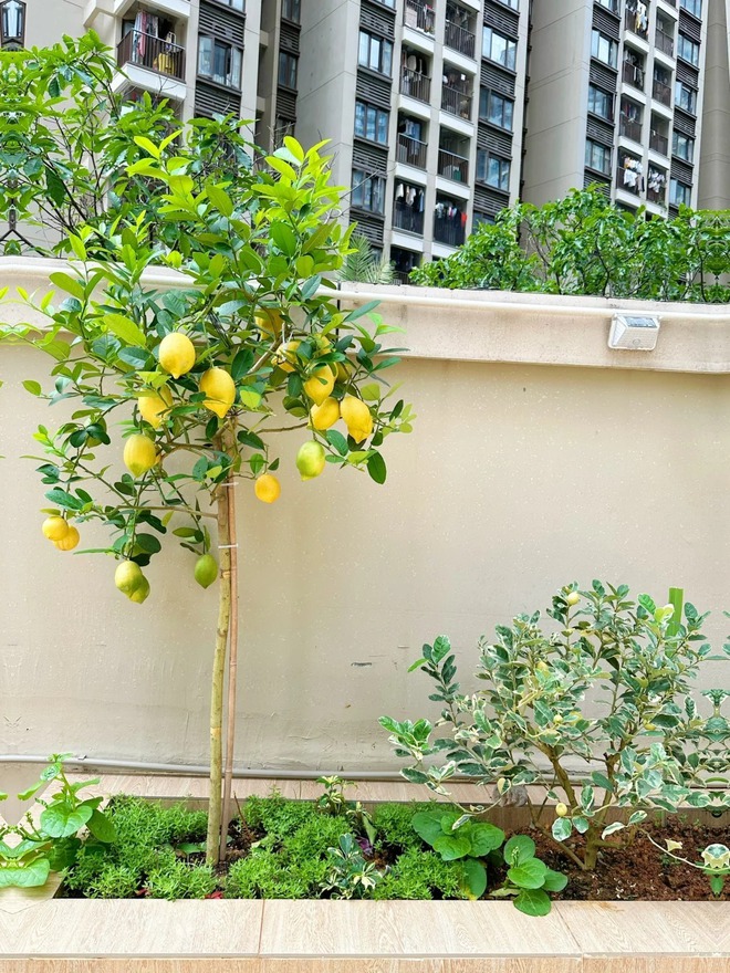 Ban công nhà giàu thường đặt 5 loại cây này để trấn giữ của cải, tiền bạc ở lại lâu hơn- Ảnh 3.