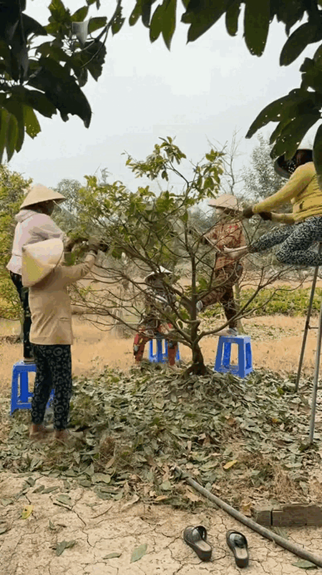 "Đặc sản Tết" của người miền Tây, cả nước tò mò- Ảnh 3.