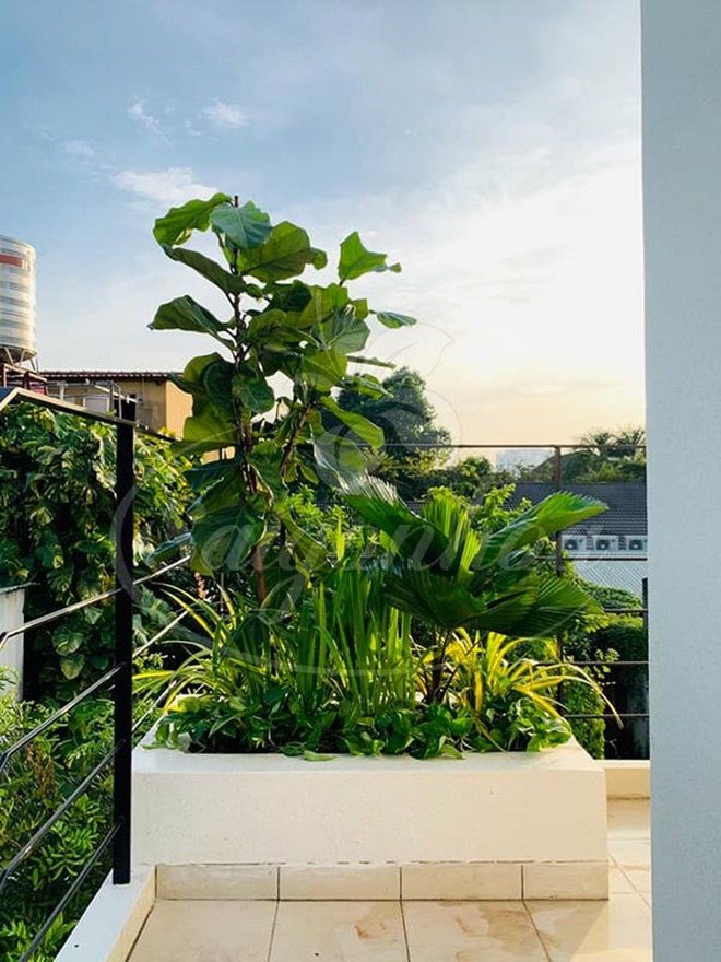 Ban công nhà giàu thường đặt 5 loại cây này để trấn giữ của cải, tiền bạc ở lại lâu hơn- Ảnh 11.