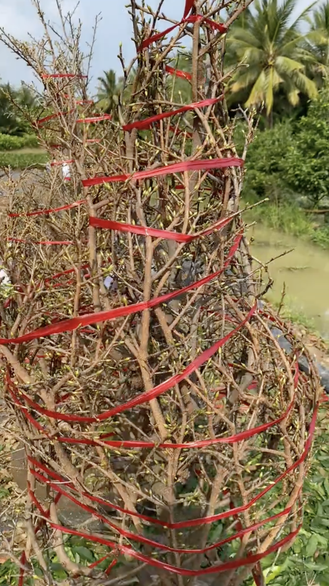 Cận cảnh rước "cây vàng" khổng lồ về ăn Tết ở miền Tây, cả nước ngưỡng mộ- Ảnh 1.