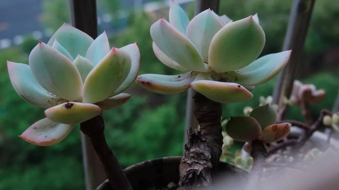 BTV kỳ cựu rời đài truyền hình vì áp lực: Dốc sạch tiền mua nhà "chữa lành", sống 1 mình hạnh phúc- Ảnh 9.