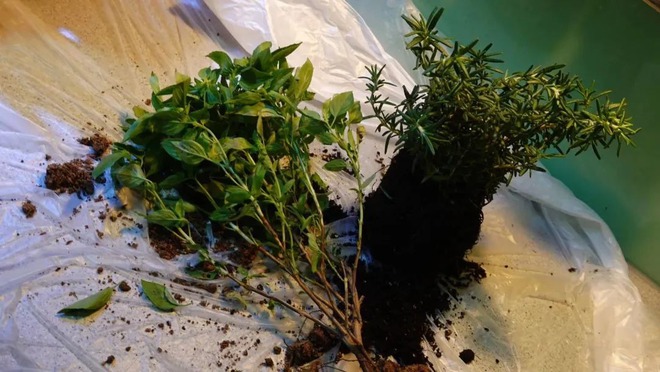 BTV kỳ cựu rời đài truyền hình vì áp lực: Dốc sạch tiền mua nhà "chữa lành", sống 1 mình hạnh phúc- Ảnh 8.