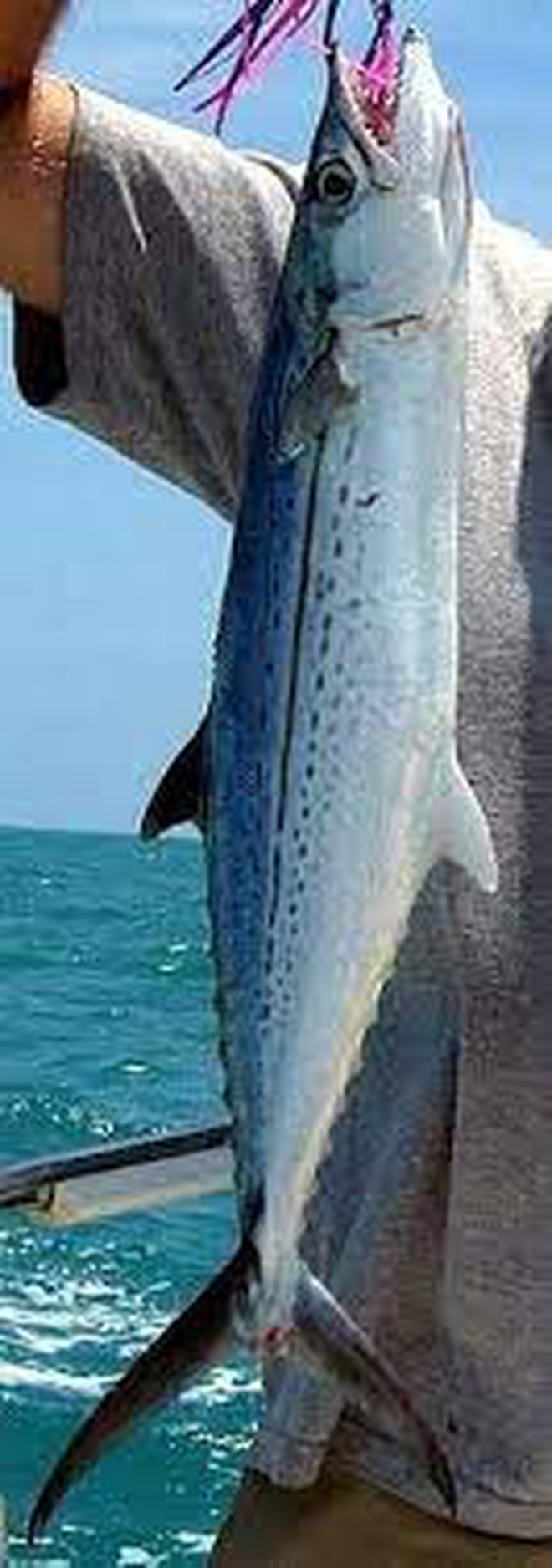 3 loại cá chứa nhiều thủy ngân nhất- Ảnh 4.