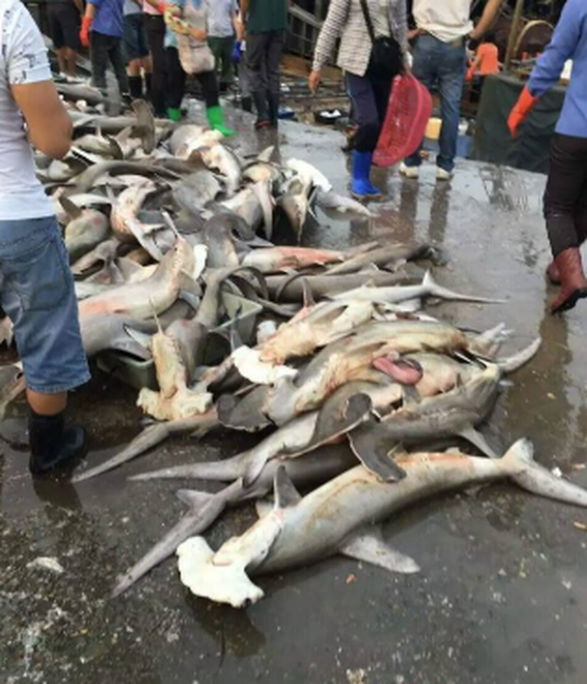 3 loại cá chứa nhiều thủy ngân nhất- Ảnh 1.