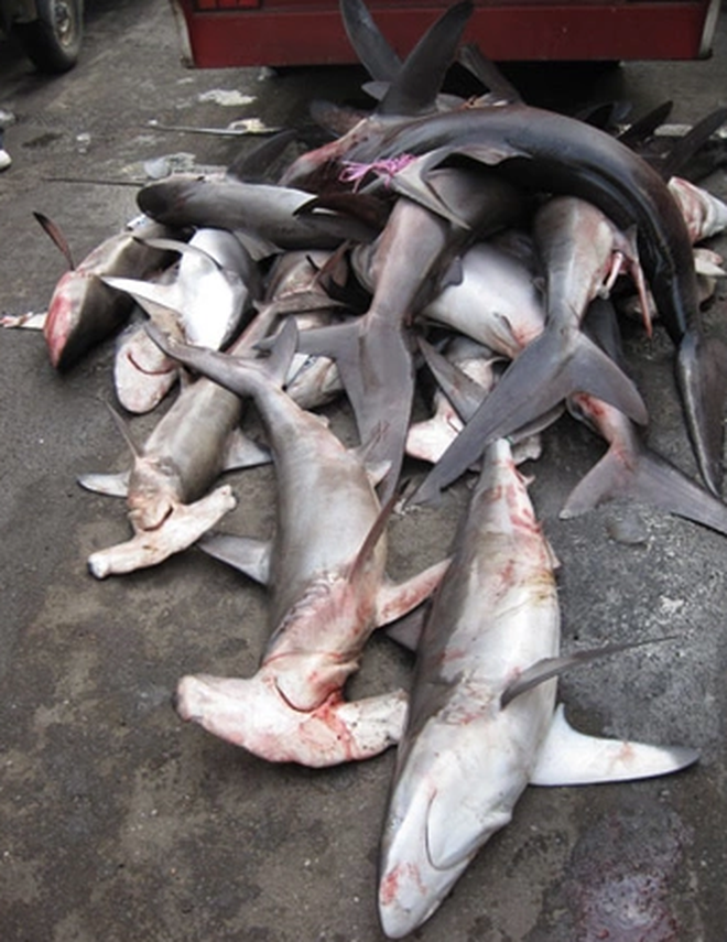 3 loại cá chứa nhiều thủy ngân nhất- Ảnh 2.