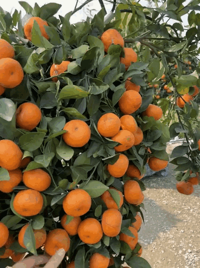 "Con mã" oách nhất Tết 2026: Cảnh tượng khiến 2 triệu người không tin, may mà có camera ghi lại- Ảnh 2.