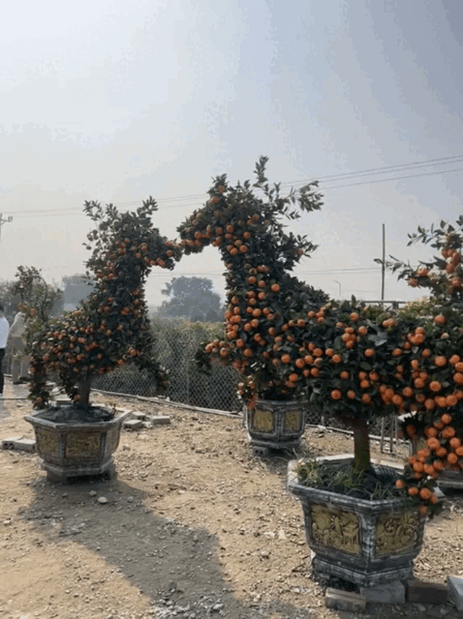 "Con mã" oách nhất Tết 2026: Cảnh tượng khiến 2 triệu người không tin, may mà có camera ghi lại- Ảnh 1.