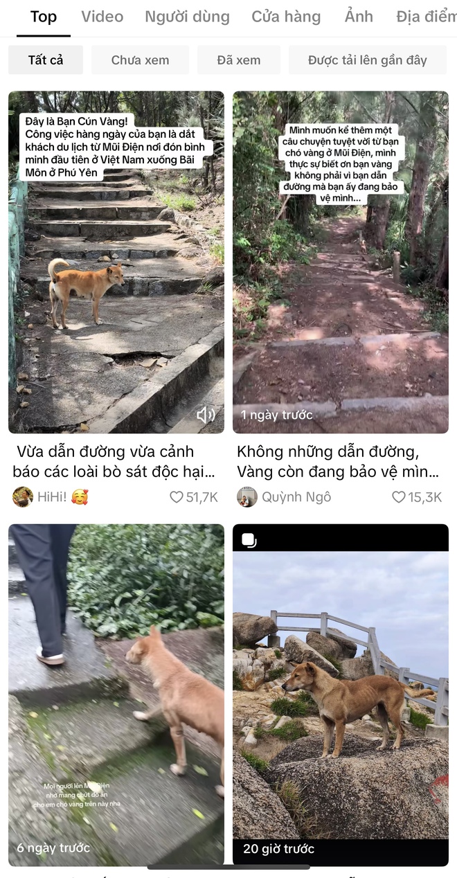 Chú chó vàng hot nhất Việt Nam lúc này!- Ảnh 6.