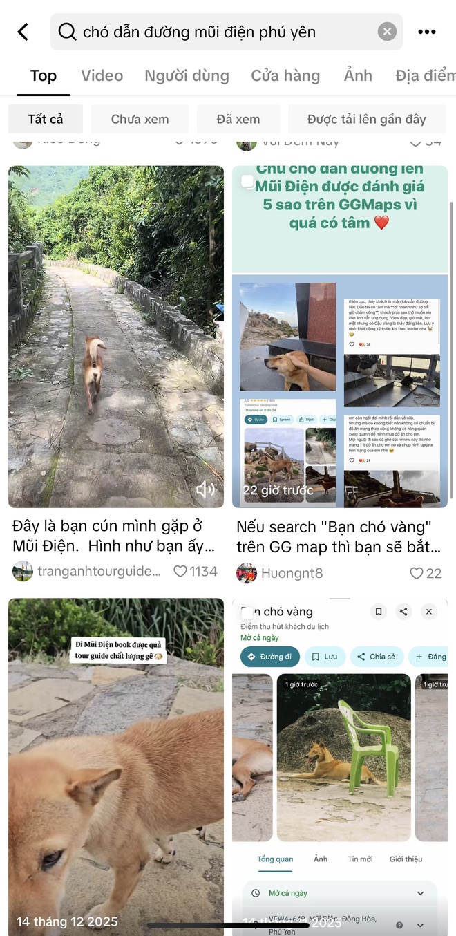 Chú chó vàng hot nhất Việt Nam lúc này!- Ảnh 5.