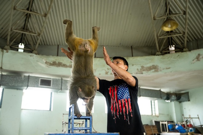 Đi thăm trâu, khỉ, ngựa... giữa trung tâm Thủ đô và nghe những chuyện thấy "bận lòng"- Ảnh 2.